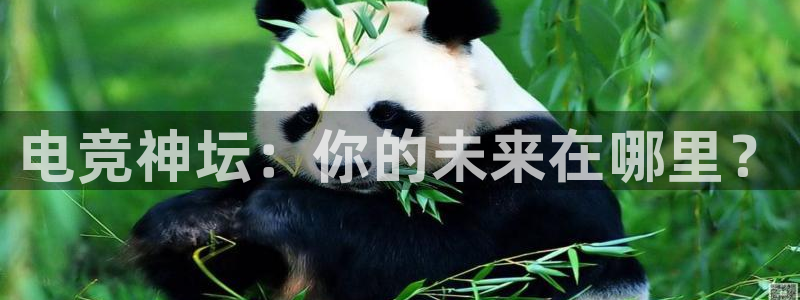 JJB电竞官方网站：电竞神坛：你的未来在哪里？